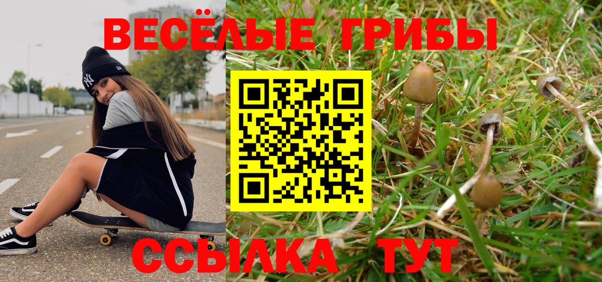 Псилоцибиновые грибы Psilocybine cubensis Углич